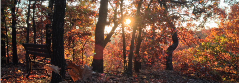 Autumn Sunrise Forest Trail